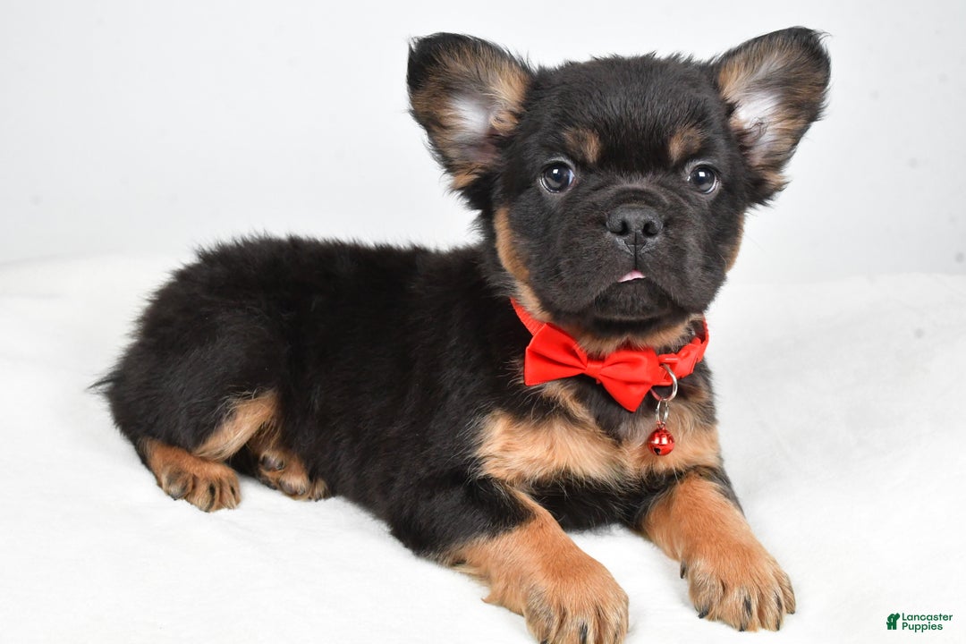 French Bulldog dogs for sale: Morris - Ad 11