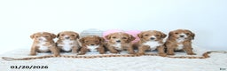 Mini Goldendoodle dogs for sale: Duncan - Ad 3