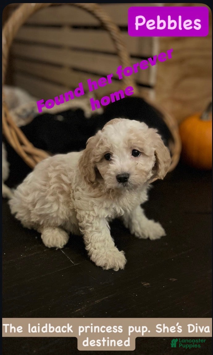 Mixed Breed dogs Shichon Poo Puppy 2 (Pebbles) - Ad 3