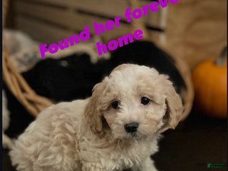 Mixed Breed dogs Shichon Poo Puppy 2 (Pebbles) - Ad 21