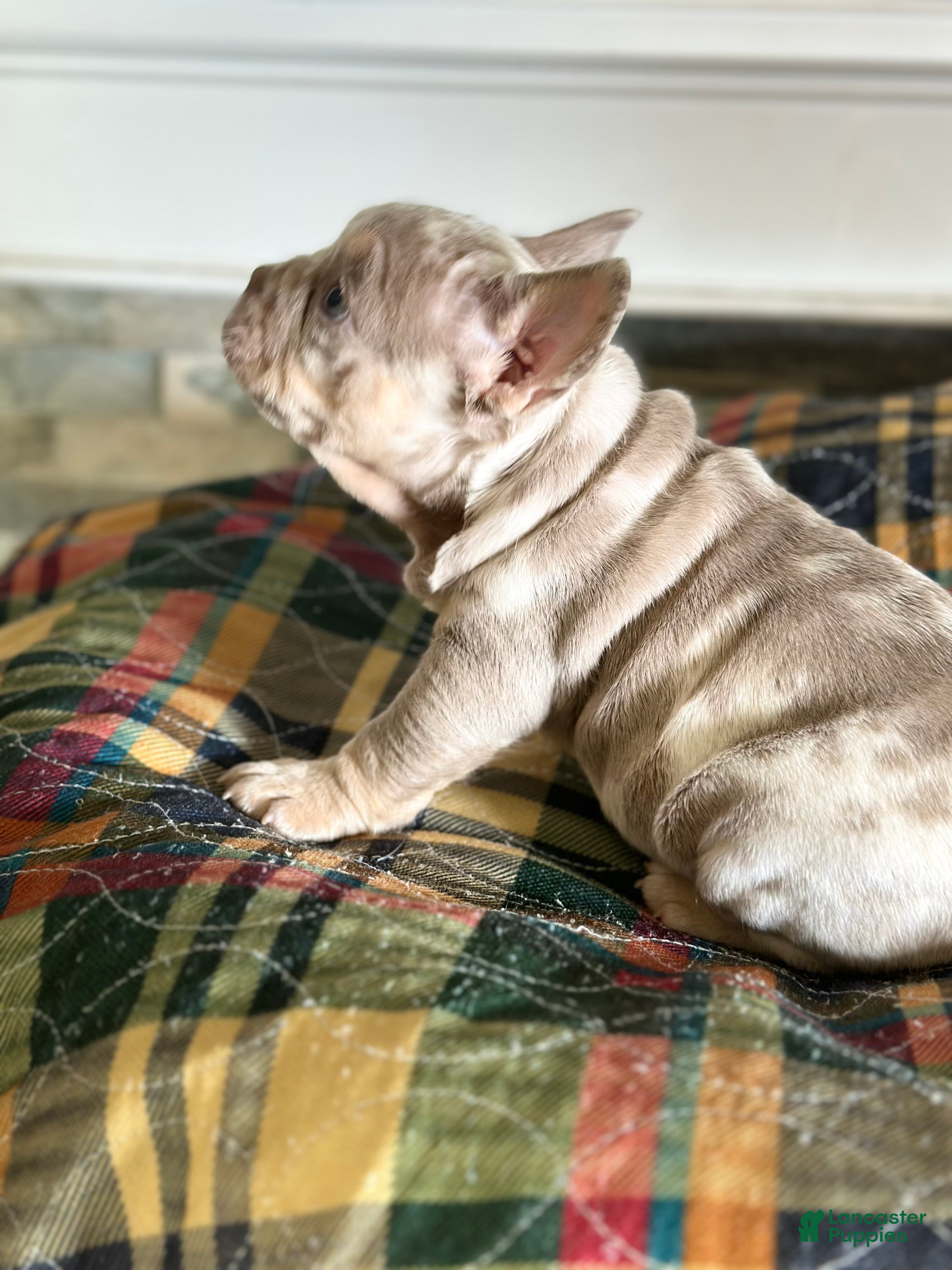French Bulldog dogs French Bulldog 3 - Ad 1