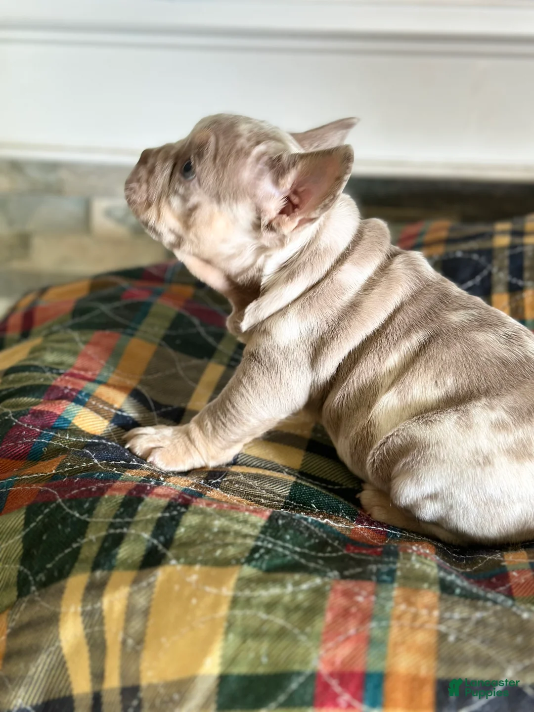 French Bulldog dogs for sale: French Bulldog 3 - Ad 1
