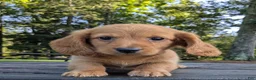 Dachshund dogs for sale: Copper - Ad 1