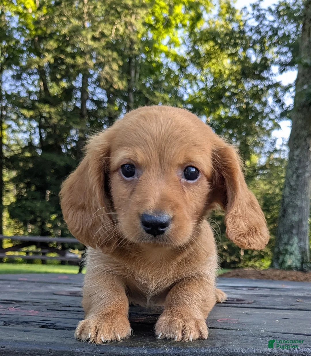 Dachshund dogs for sale: Copper - Ad 1