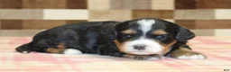 Mini Bernedoodle dogs for sale: Nova - Ad 3
