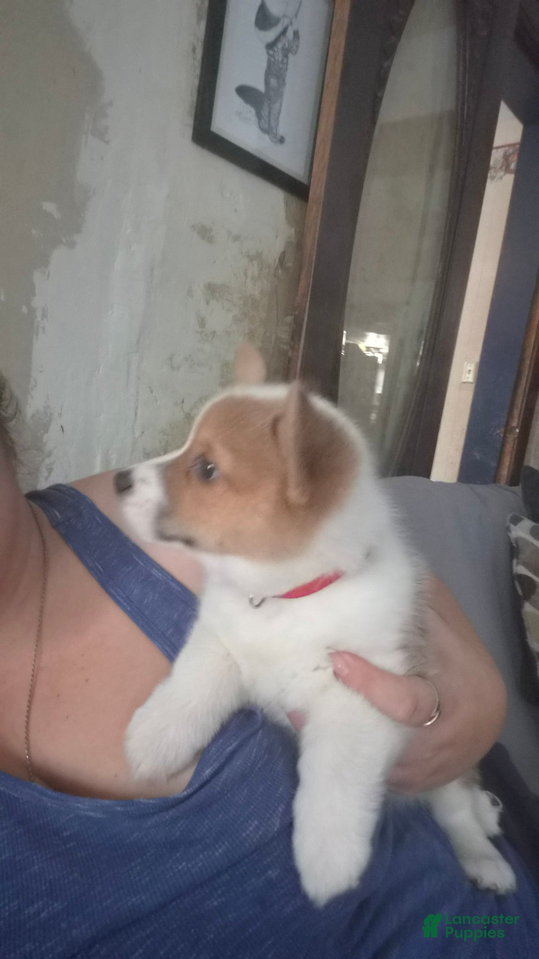 Welsh Corgi Pembroke dogs for sale: Welsh Corgi Pembroke Puppy 1 - Ad 3