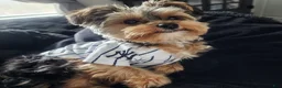 Yorkiepoo dogs for sale: Mr. Buttons - Ad 4