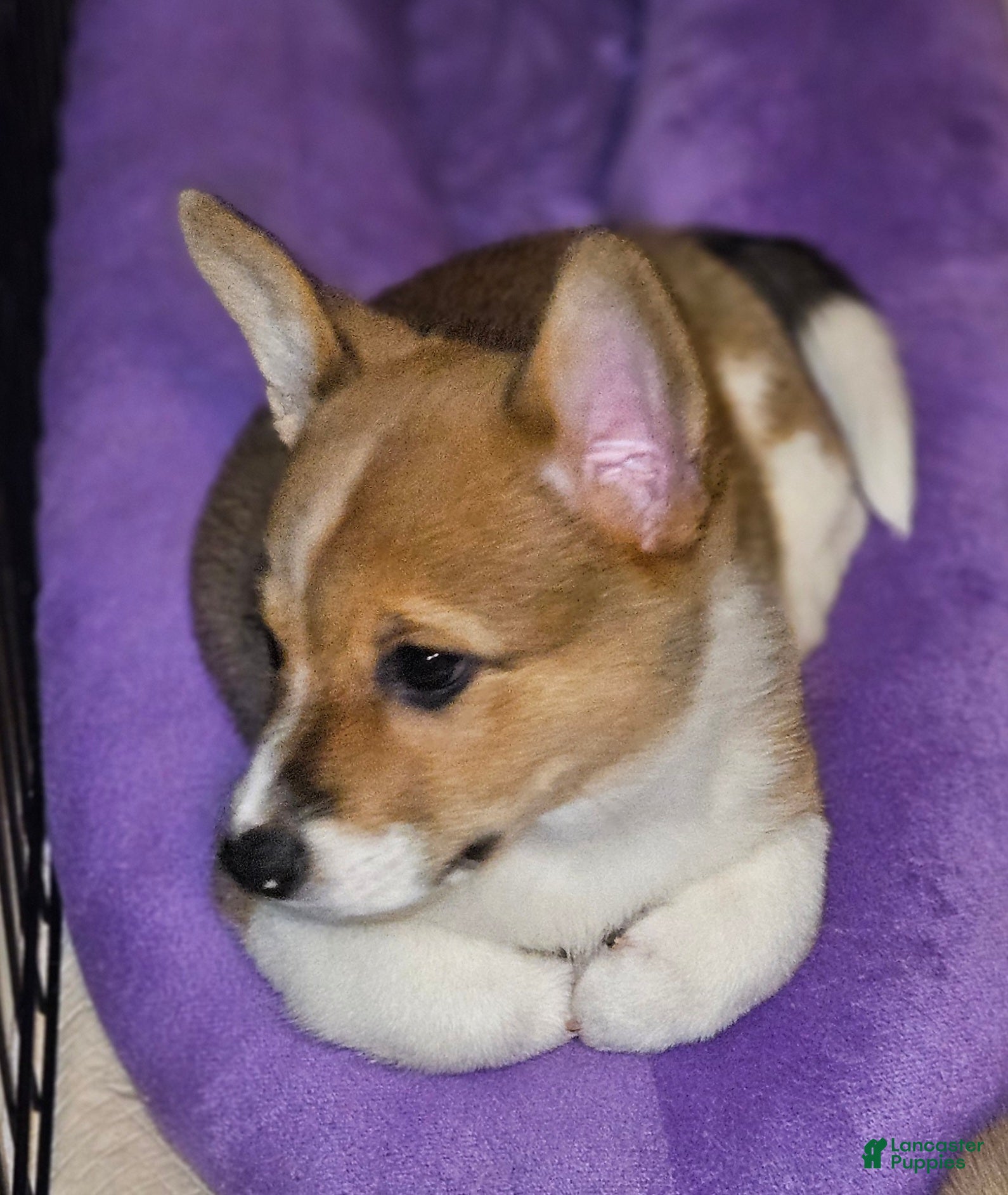 Mixed Breed dogs Paloma - Ad 25