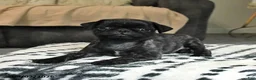 Pug dogs for sale: Pearl - Ad 3