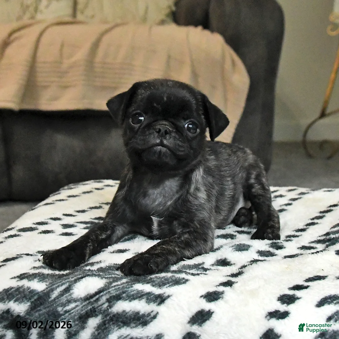 Pug dogs for sale: Pearl - Ad 3