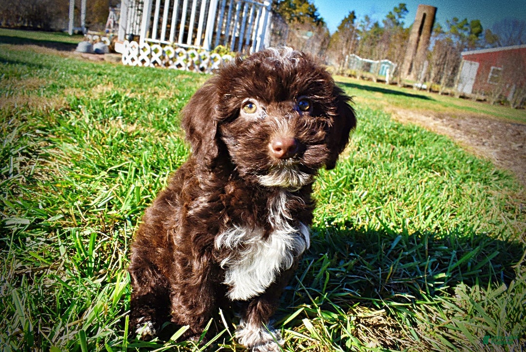 Havapoo dogs for sale: Sunny - Ad 7