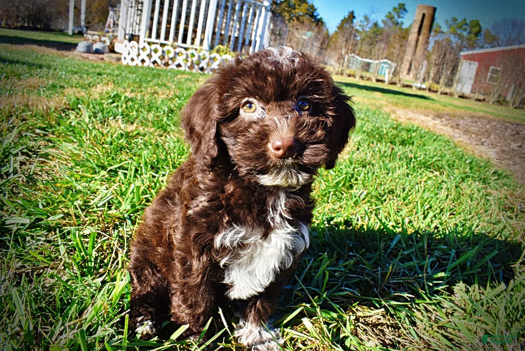 Havapoo dogs for sale: Sunny - Ad 7