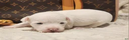Mixed Breed dogs for sale: Ice  - Ad 4