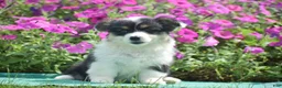 Welsh Corgi Pembroke dogs for sale: Jolene - Ad 8