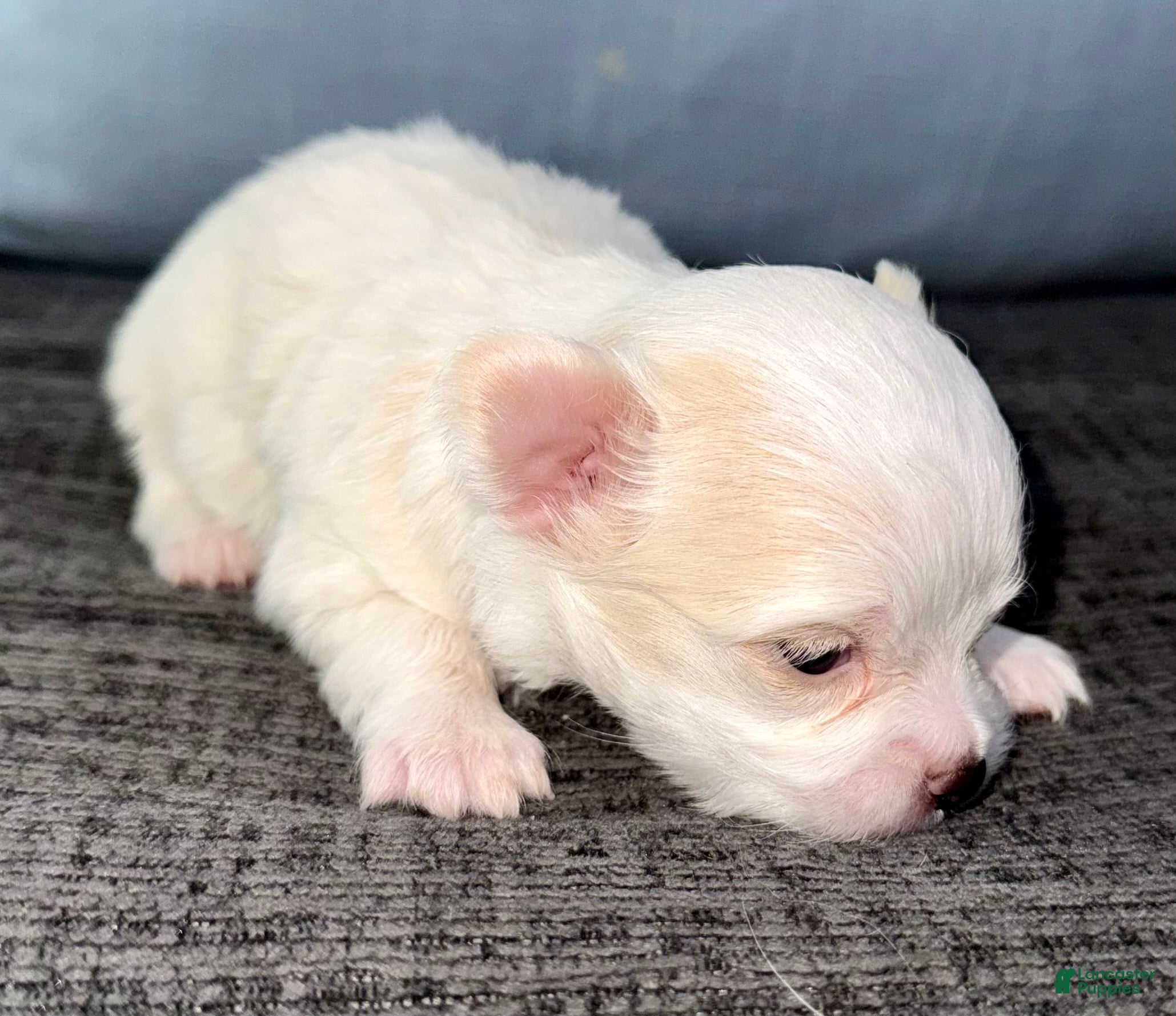 Chihuahua dogs Ice - Ad 1