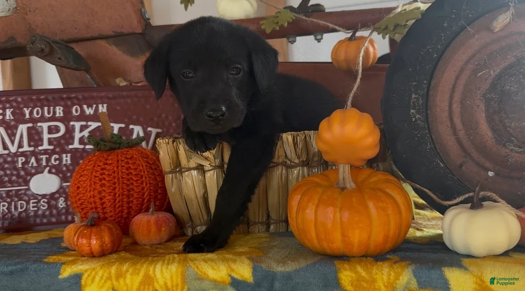 Labrador Retriever dogs for sale: Labrador Retriever 1 - Ad 2