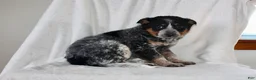 Australian Cattle Dog dogs for sale: Wendy - Ad 5
