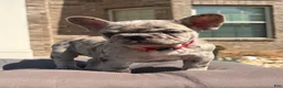 French Bulldog dogs for sale: Freeza  - Ad 4