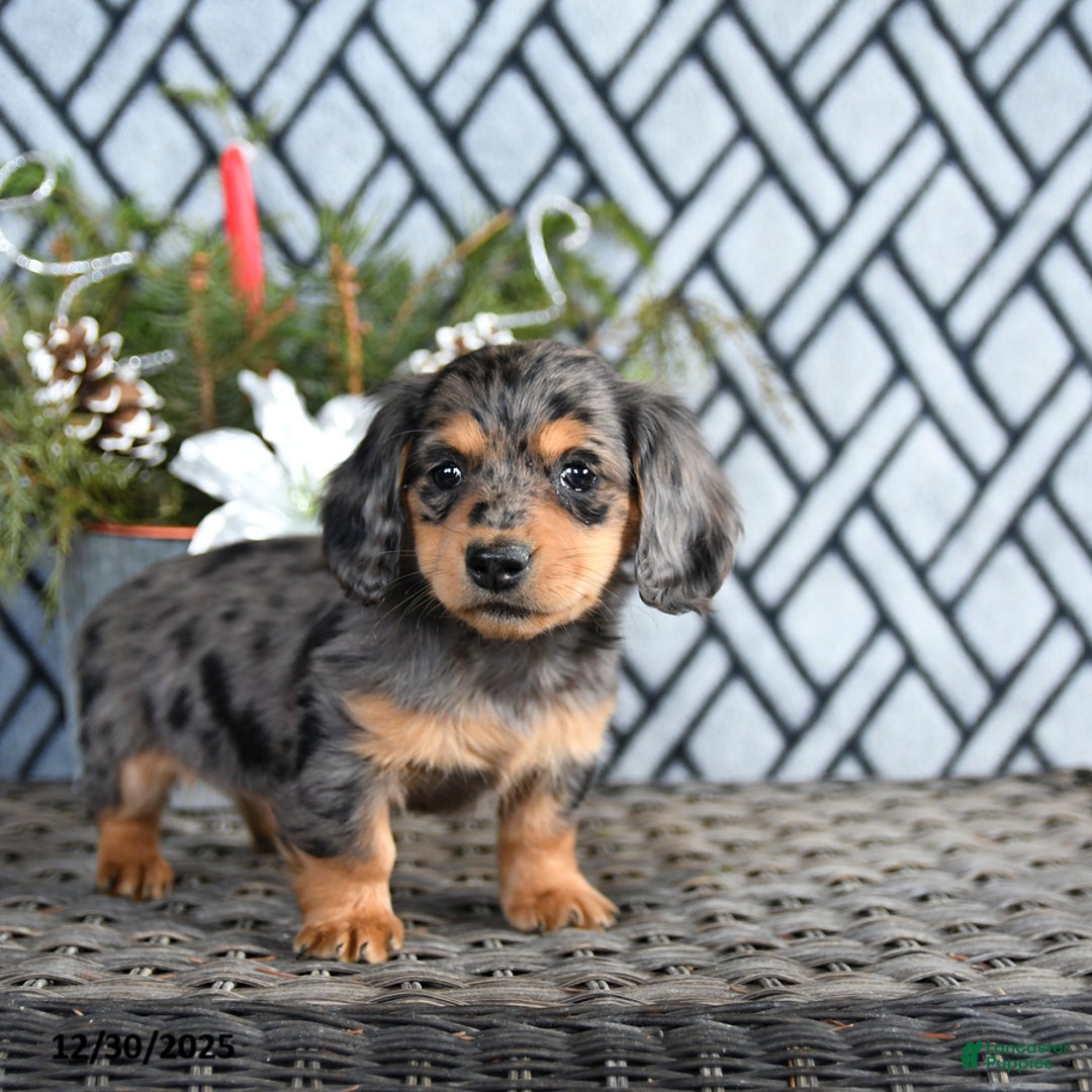 Miniature Dachshund dogs for sale: Tasha - Ad 3