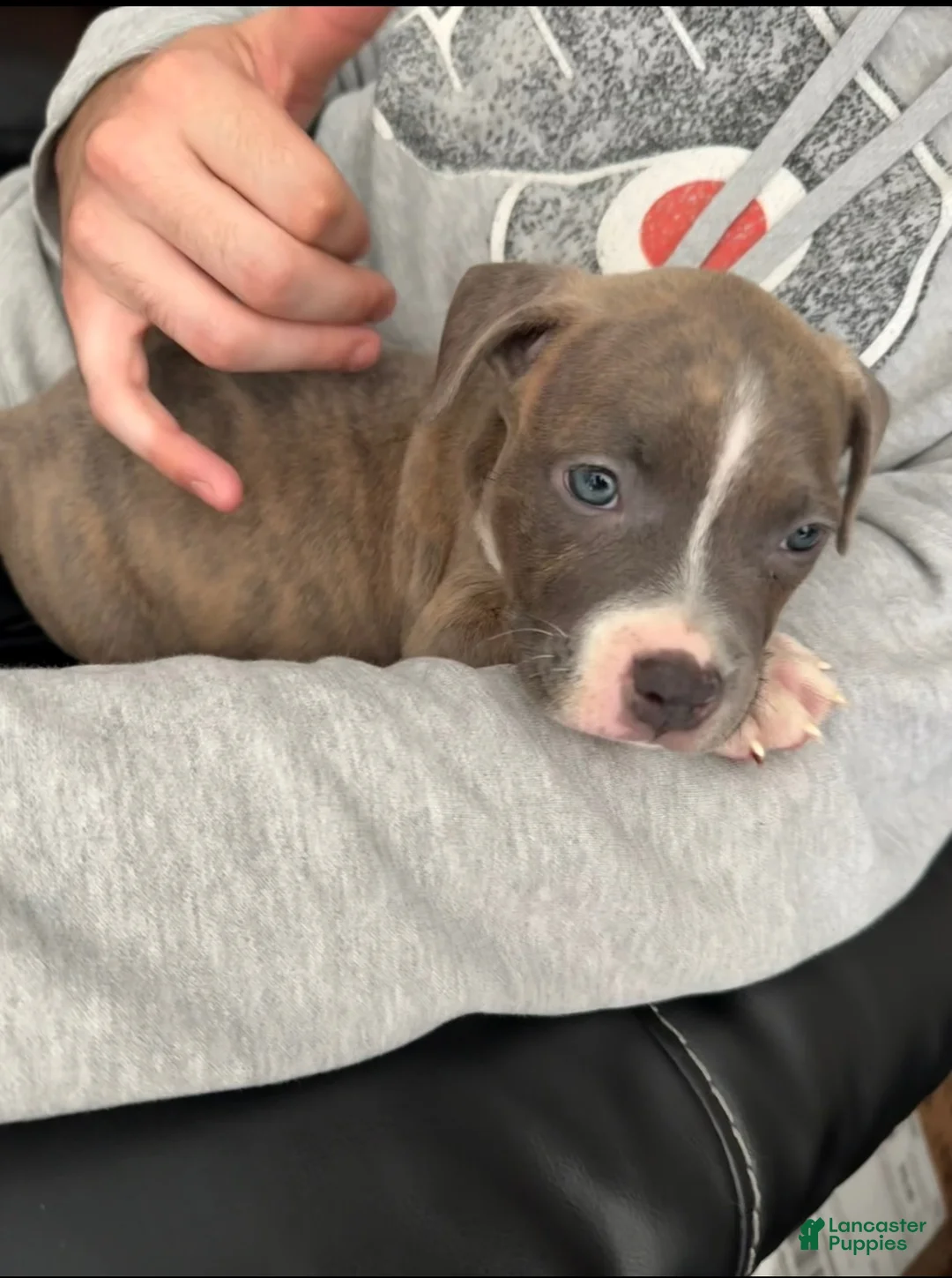 American Bully dogs for sale: Chico - Ad 1