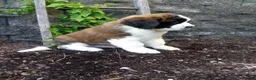 Saint Bernard dogs for sale: Macey  - Ad 4