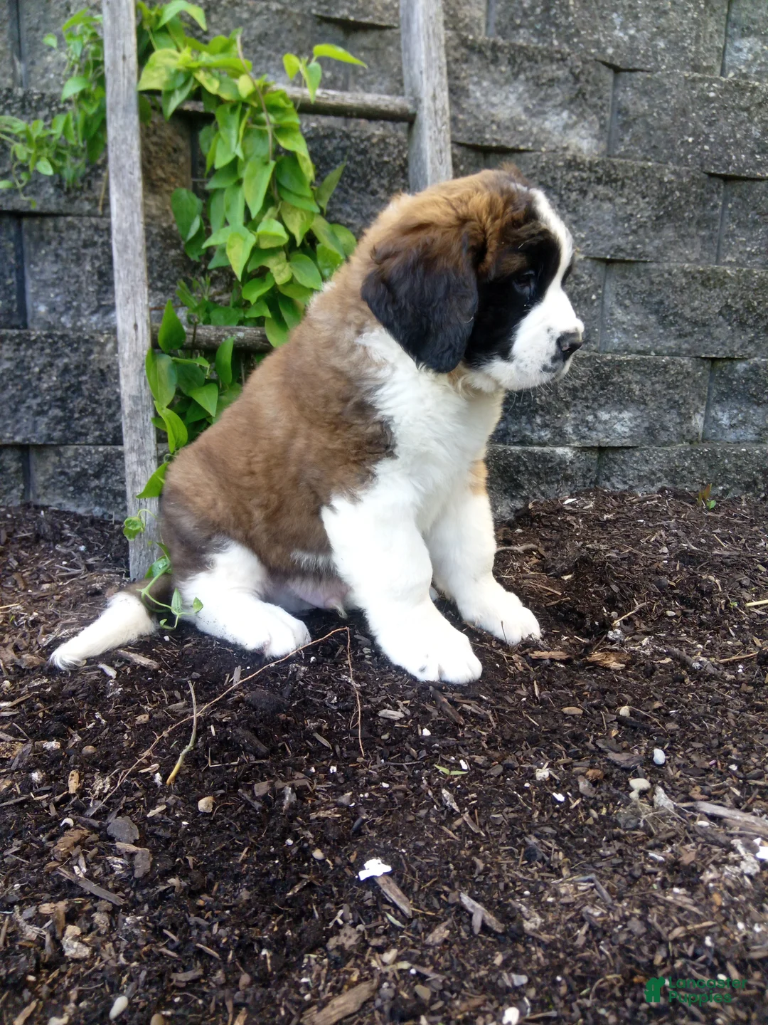 Saint Bernard dogs for sale: Macey  - Ad 4