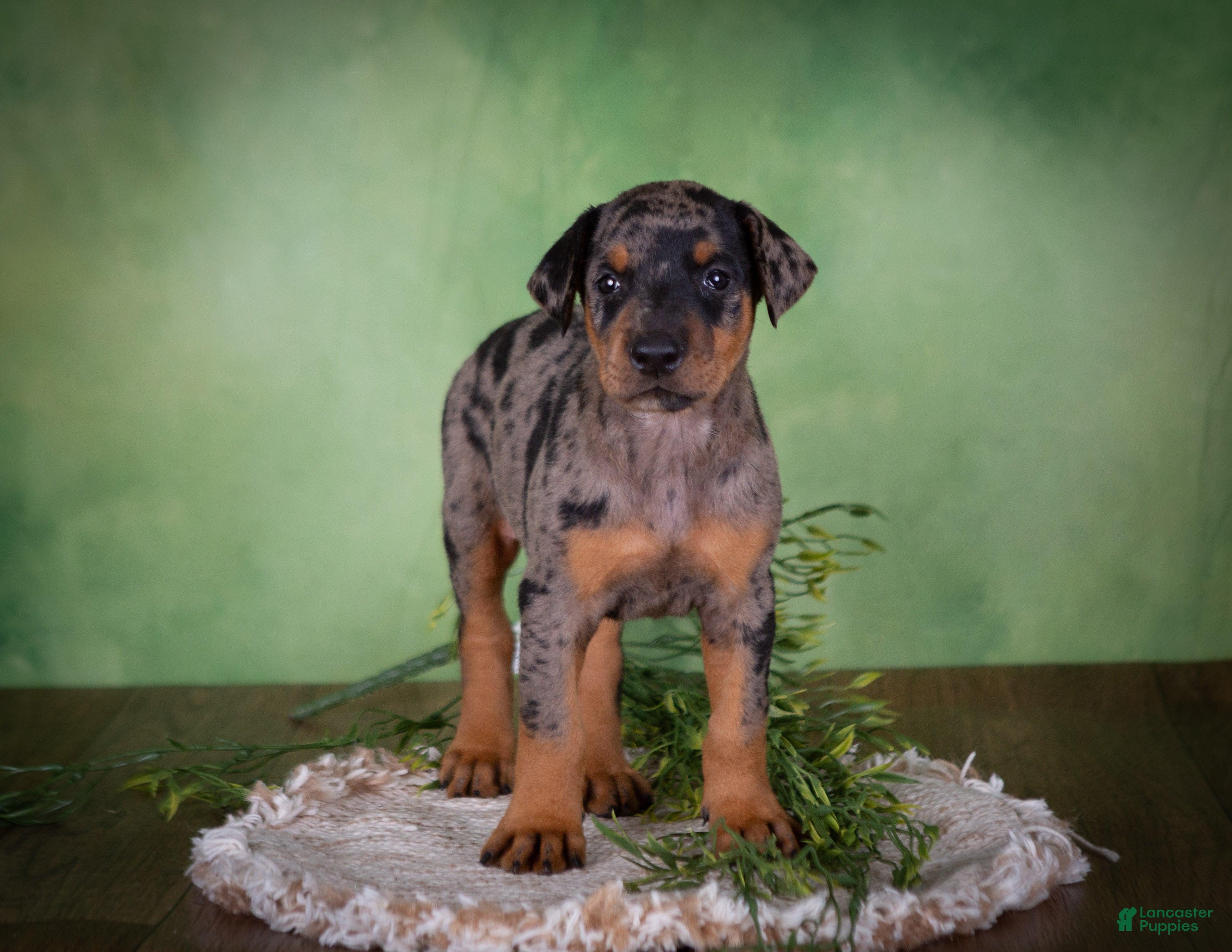 Mixed Breed dogs Marley - Ad 1