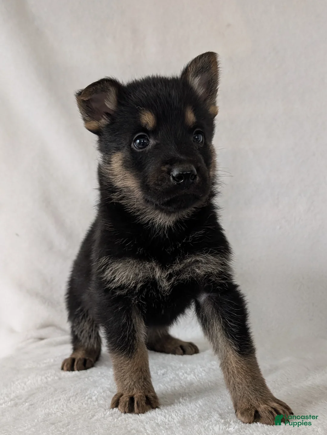 German Shepherd dogs for sale: Ryder  - Ad 3