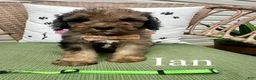 Standard Poodle dogs for sale: Ian - Ad 1