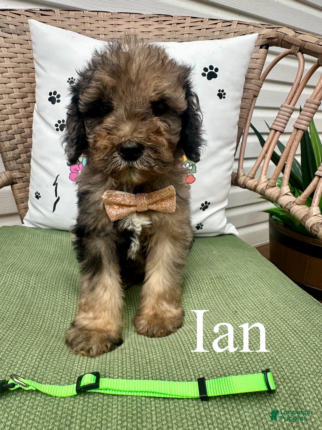 Standard Poodle dogs for sale: Ian - Ad 1