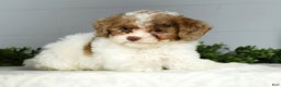 Miniature Poodle dogs for sale: Joy - Ad 3