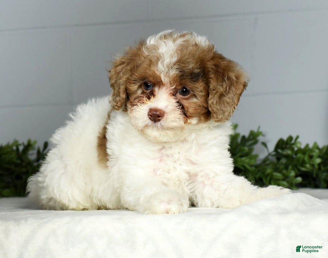 Miniature Poodle dogs for sale: Joy - Ad 3