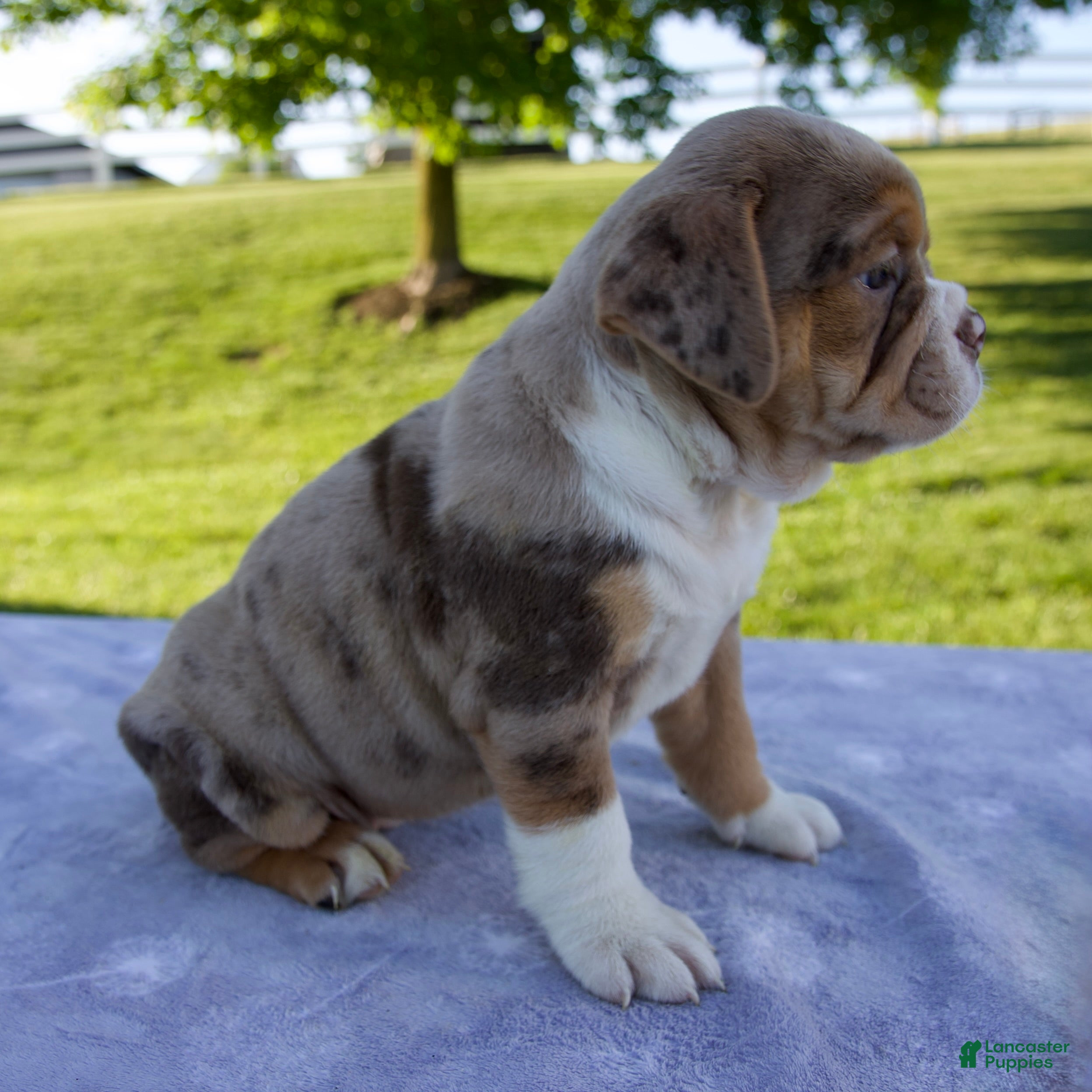 Beabull dogs Kody - Ad 2