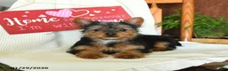 Yorkiepoo dogs for sale: Banjo - Ad 5