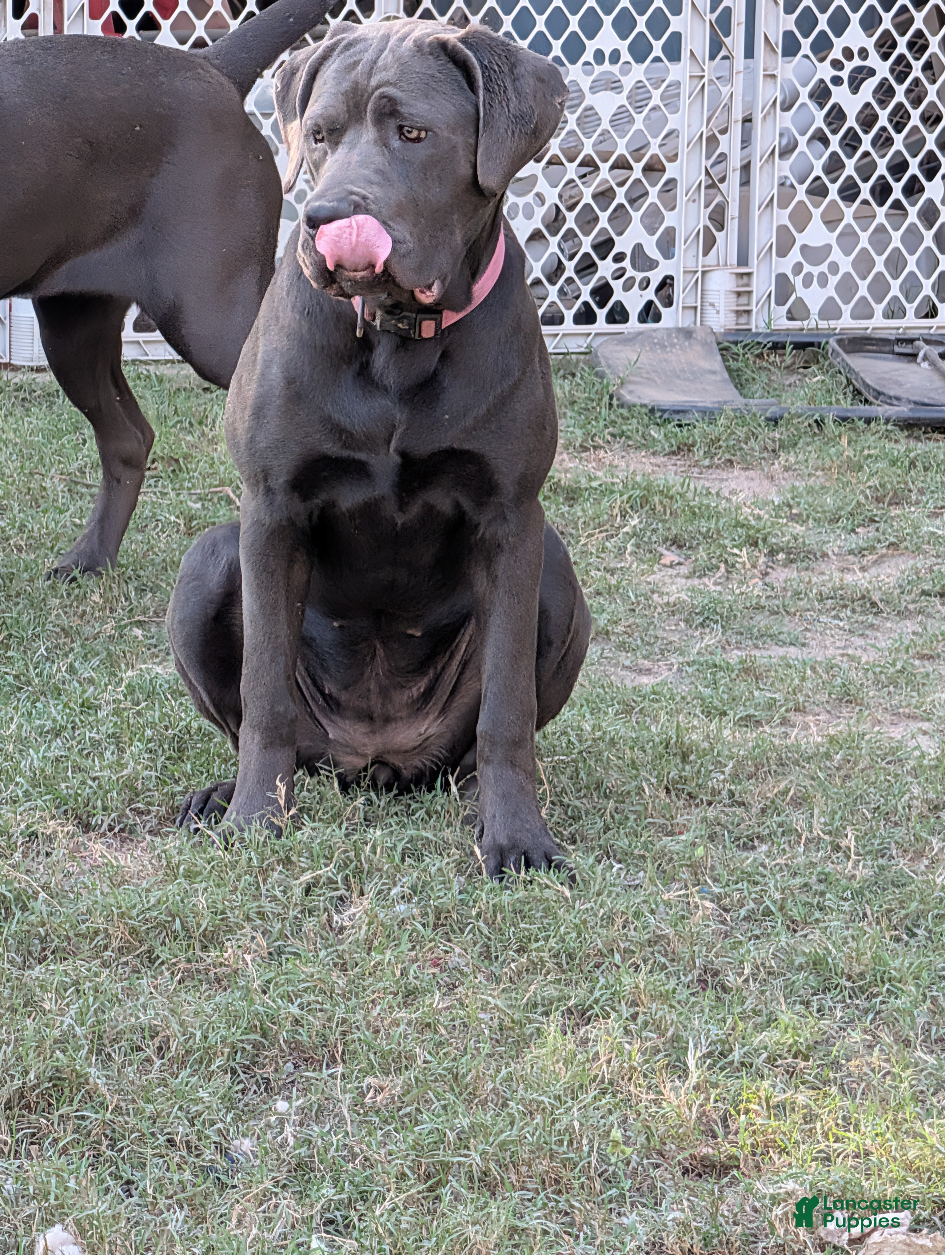 Cane Corso dogs Pink aka Minnie - Ad 2