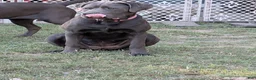 Cane Corso dogs for sale: Pink aka Minnie - Ad 2
