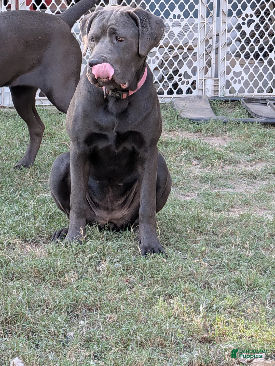 Cane Corso dogs for sale: Pink aka Minnie - Ad 2