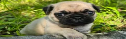 Pug dogs for sale: Moe - Ad 19