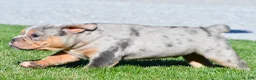 Beabull dogs for sale: Tucker - Ad 11