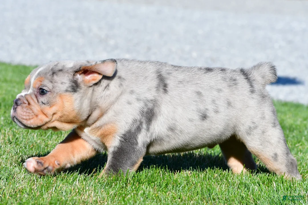 Beabull dogs for sale: Tucker - Ad 11