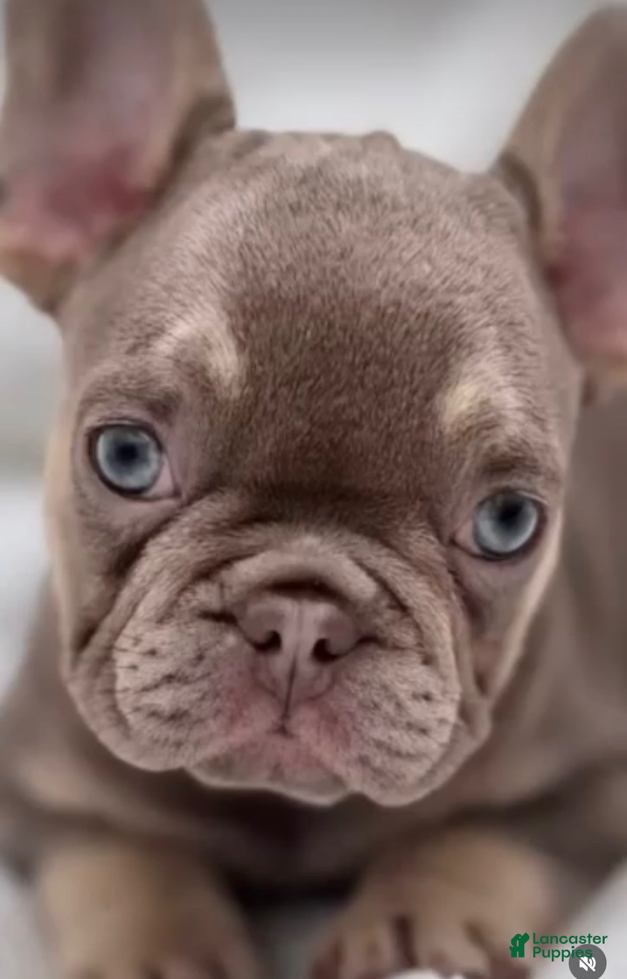 French Bulldog (French Bulldog, Male) in Port Chester, NY