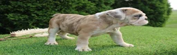 English Bulldog dogs for sale: Daisy - Ad 8