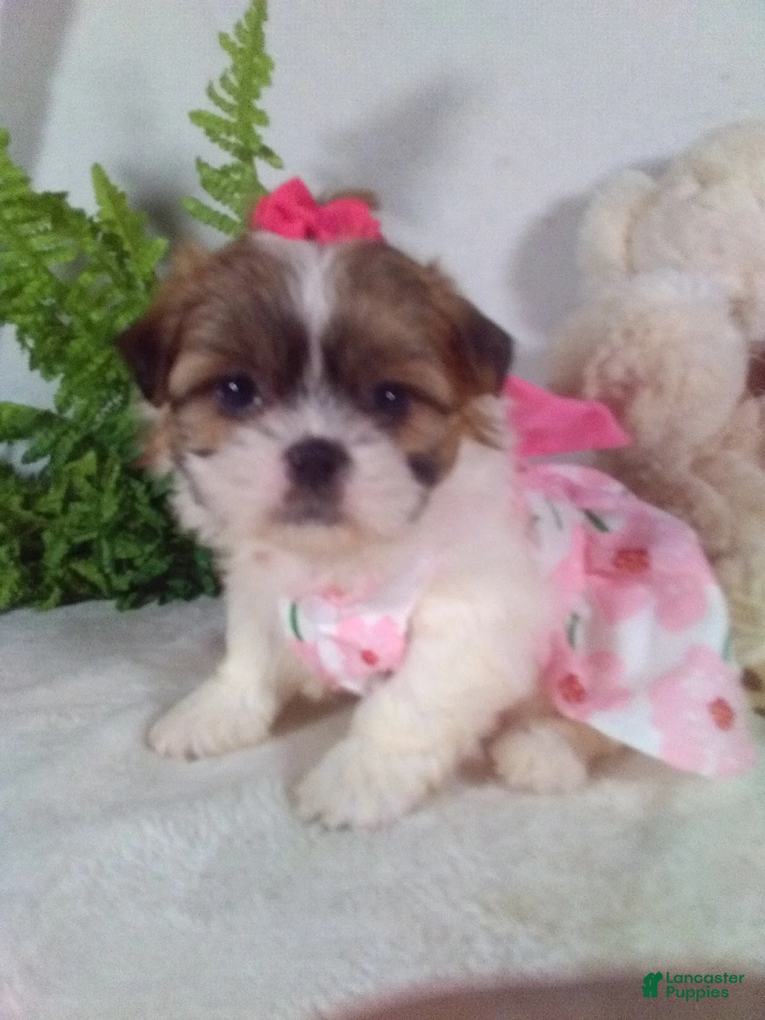 Shih Tzu dogs for sale: Alexa - Ad 1
