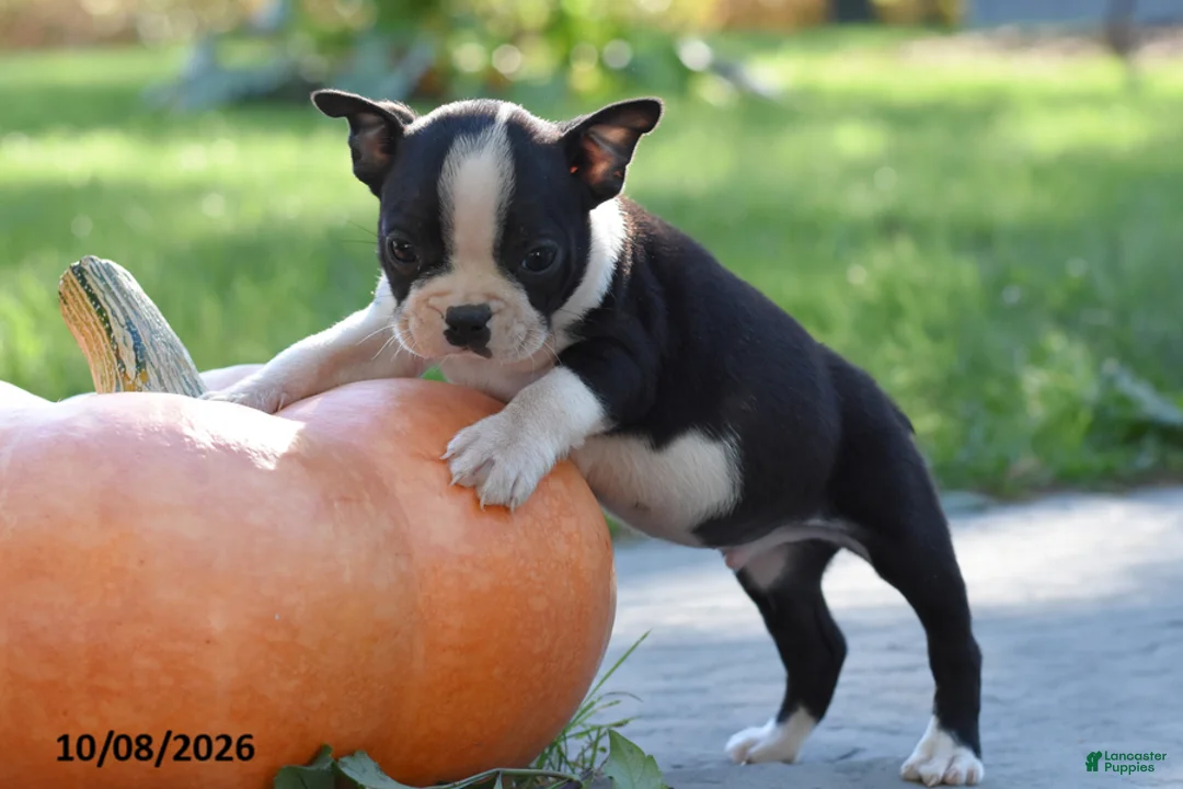 Boston Terrier dogs for sale: Cody - Ad 2