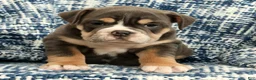 English Bulldog dogs for sale: Brutus - Ad 8