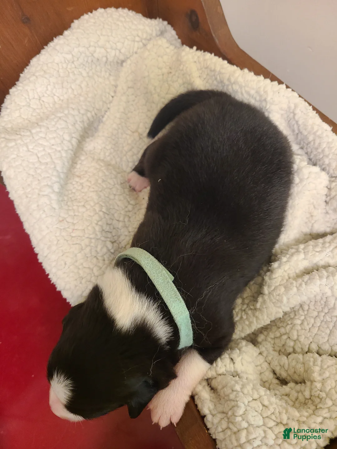 Mixed Breed dogs for sale: Taffy - Ad 2