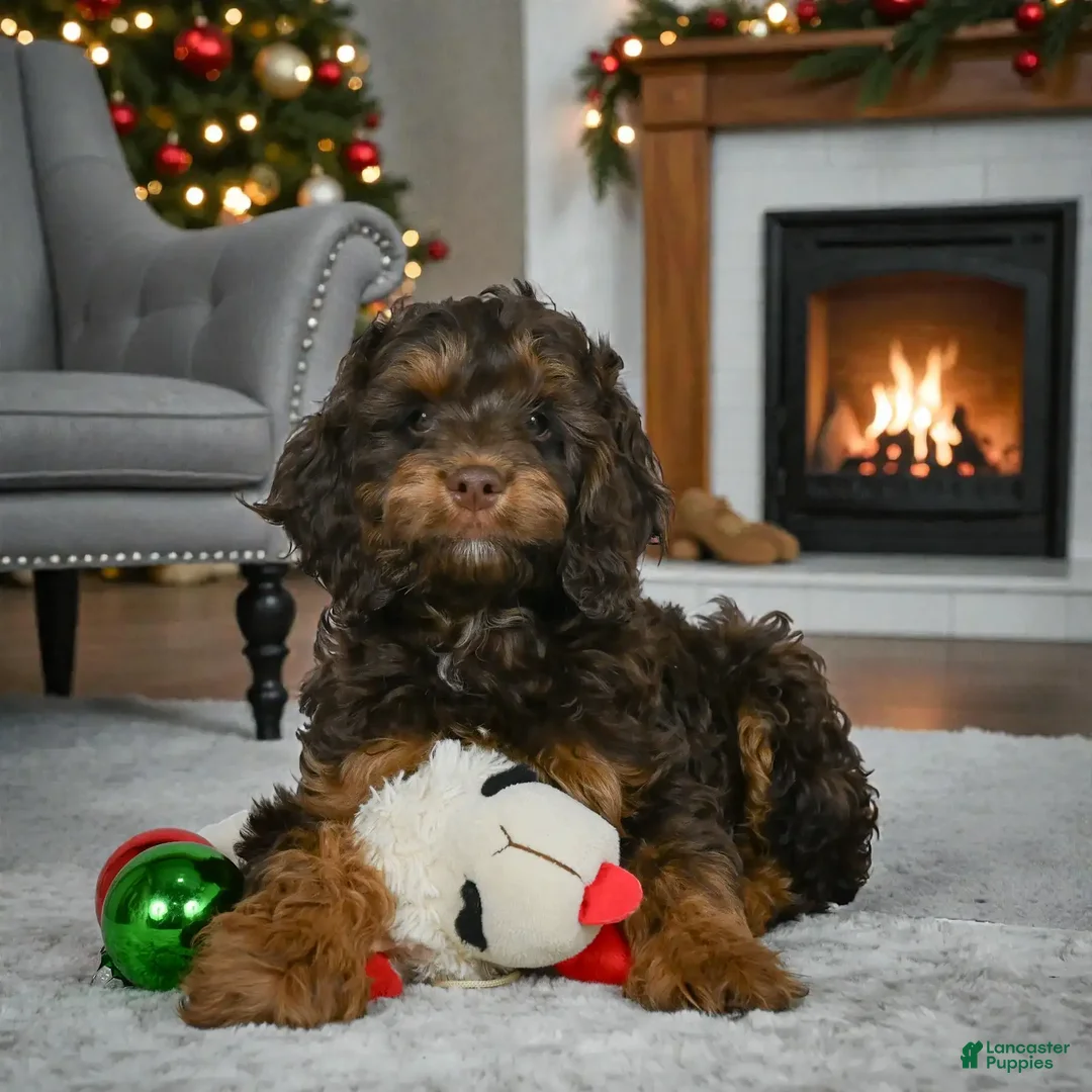 Cockapoo dogs for sale: hunter - Ad 6