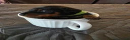 Miniature Pinscher dogs for sale: G-green - Ad 1