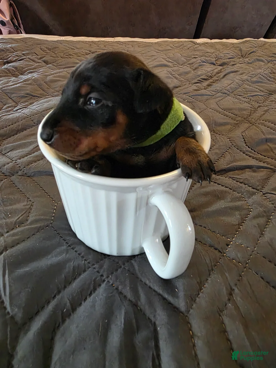 Miniature Pinscher dogs for sale: G-green - Ad 1