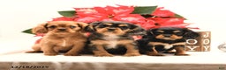 Cavalier King Charles Spaniel dogs for sale: Jack  - Ad 5